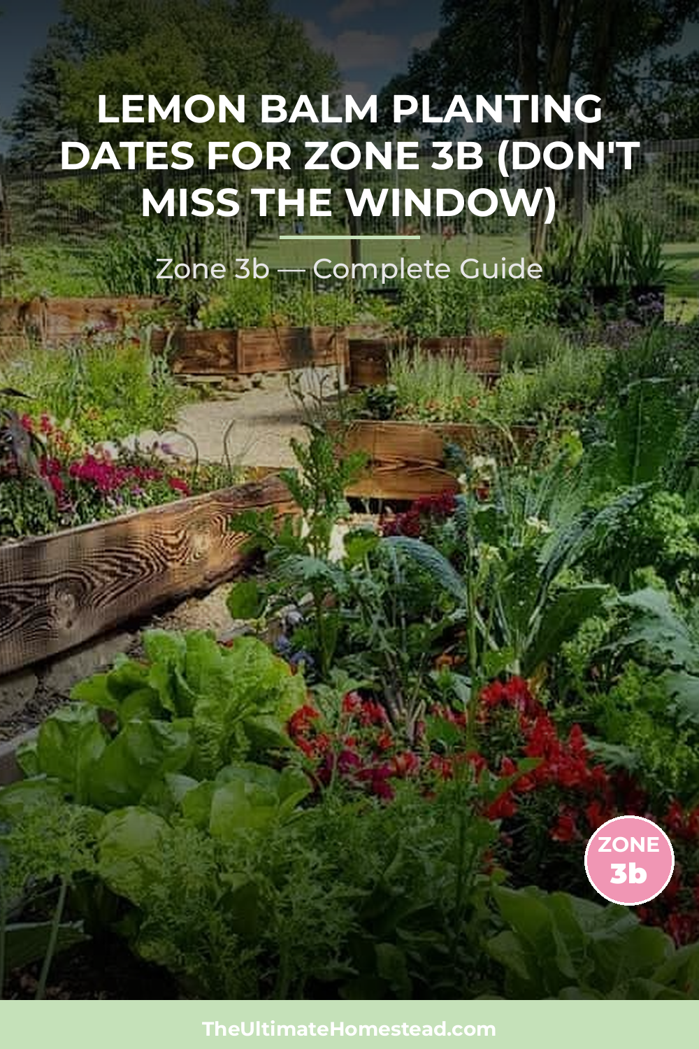 When to Plant Lemon Balm in Zone 3b