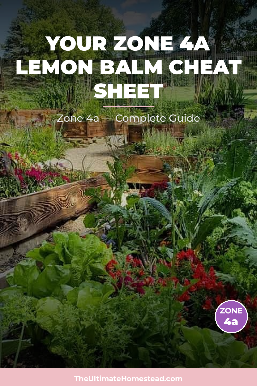 When to Plant Lemon Balm in Zone 4a