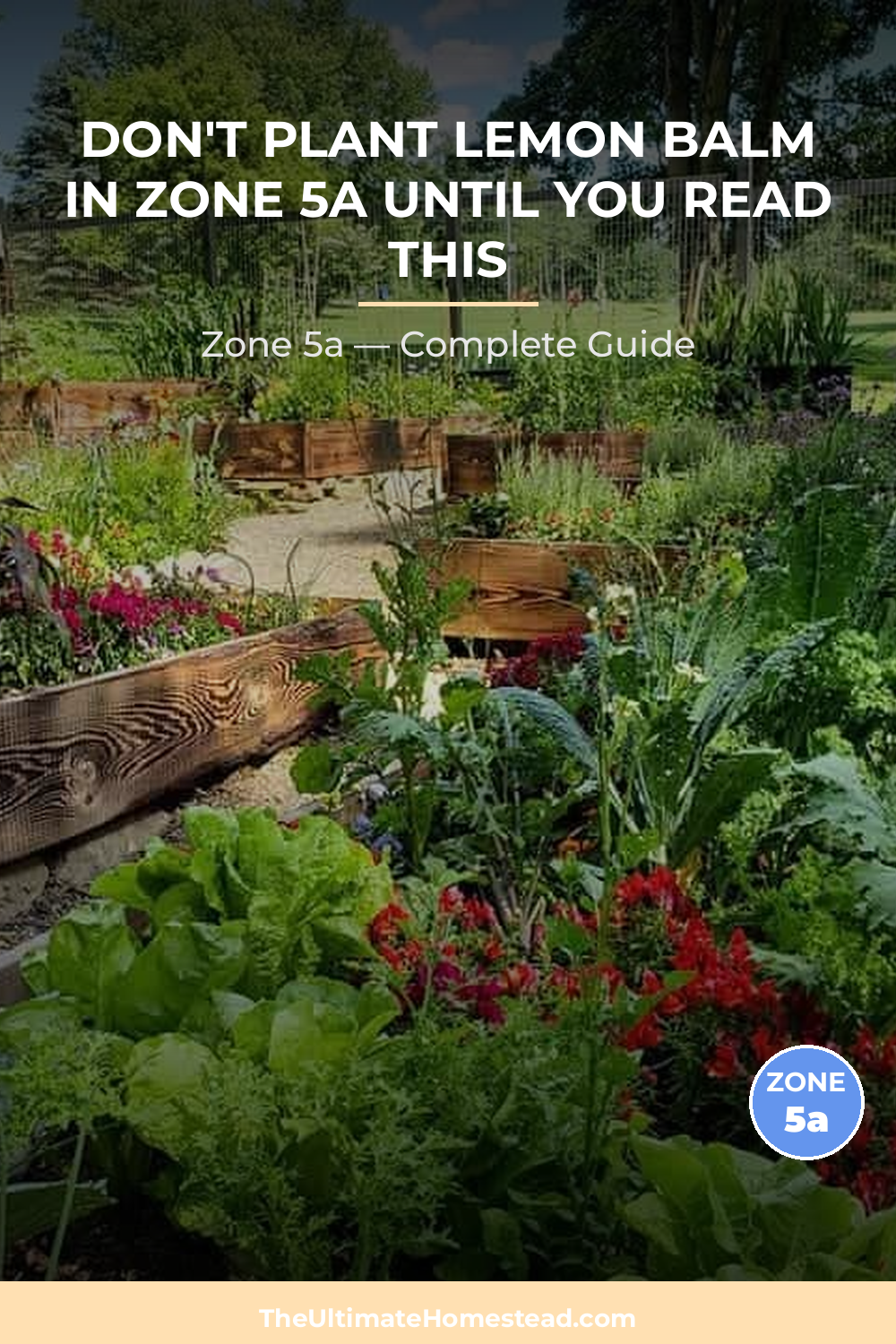 When to Plant Lemon Balm in Zone 5a