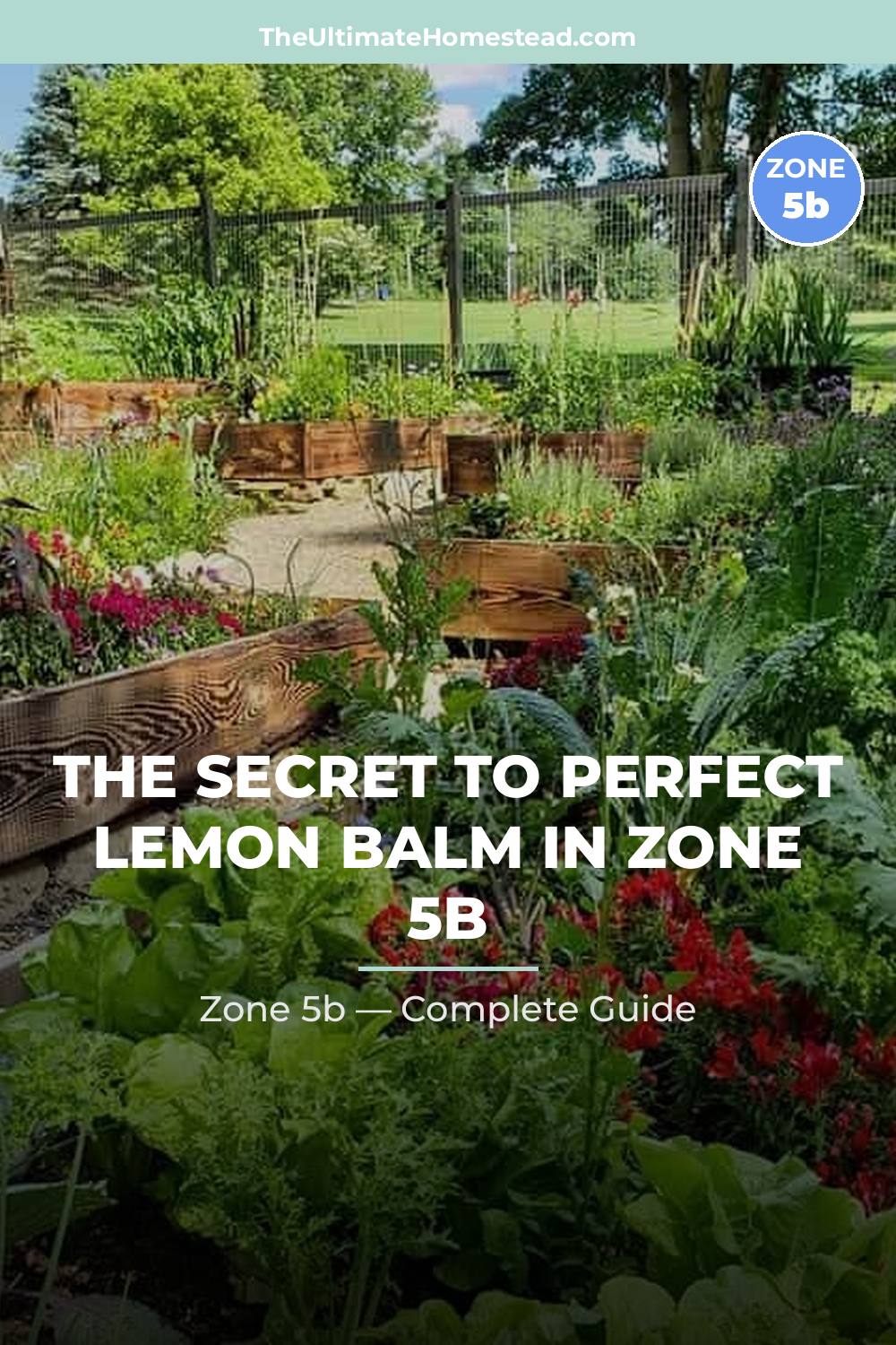 When to Plant Lemon Balm in Zone 5b