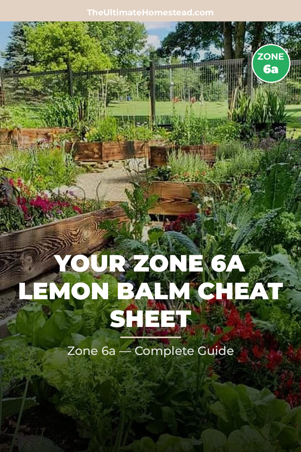 When to Plant Lemon Balm in Zone 6a