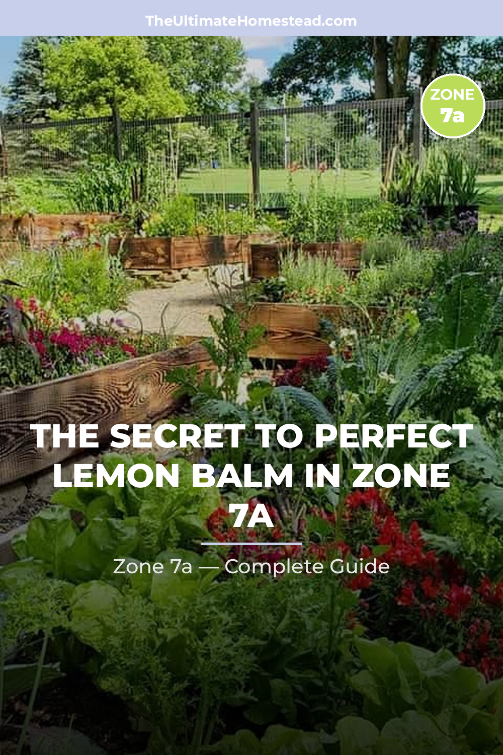 When to Plant Lemon Balm in Zone 7a