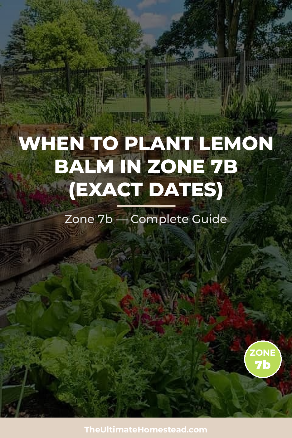 When to Plant Lemon Balm in Zone 7b