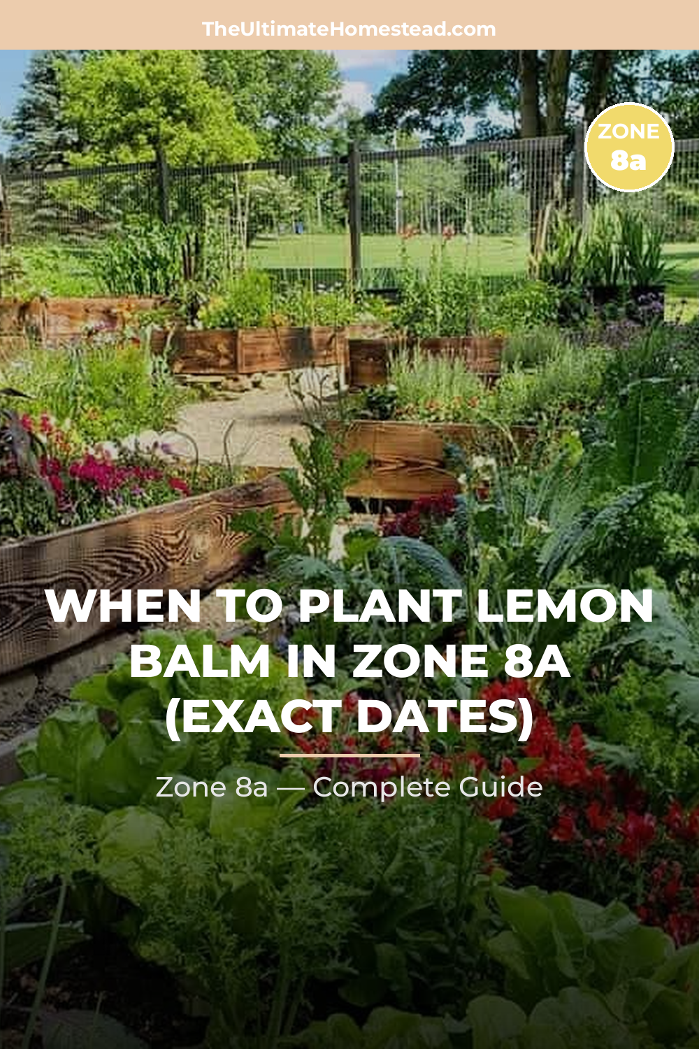 When to Plant Lemon Balm in Zone 8a