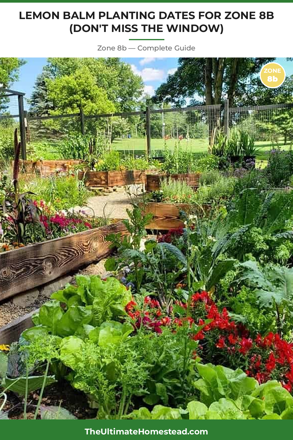 When to Plant Lemon Balm in Zone 8b