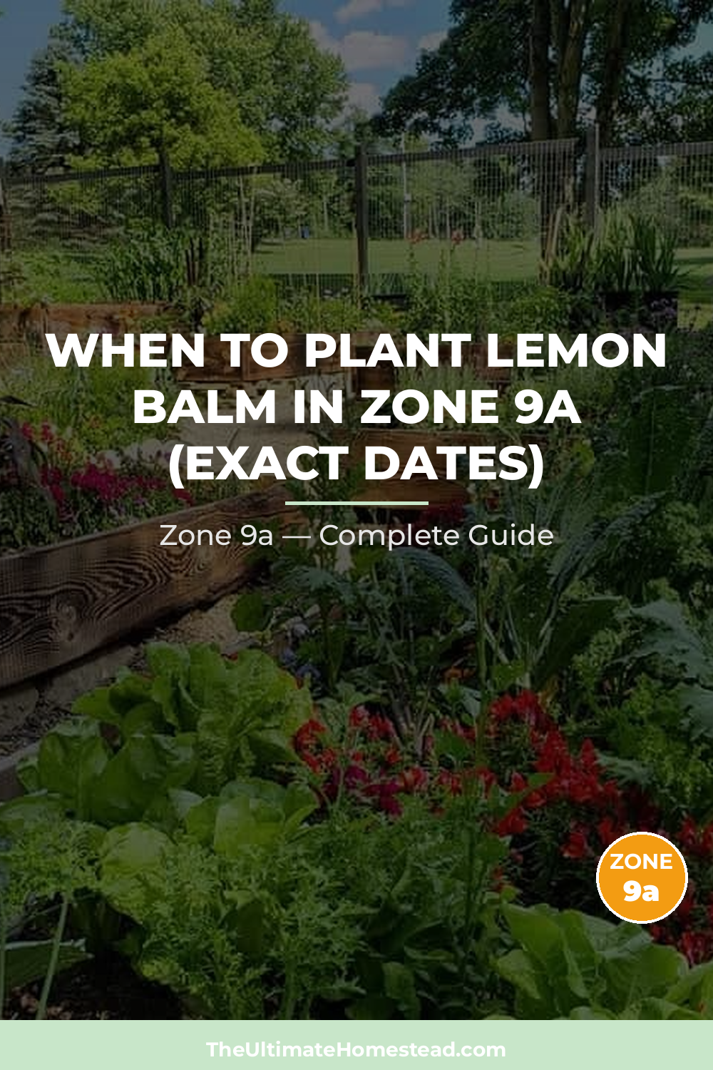 When to Plant Lemon Balm in Zone 9a