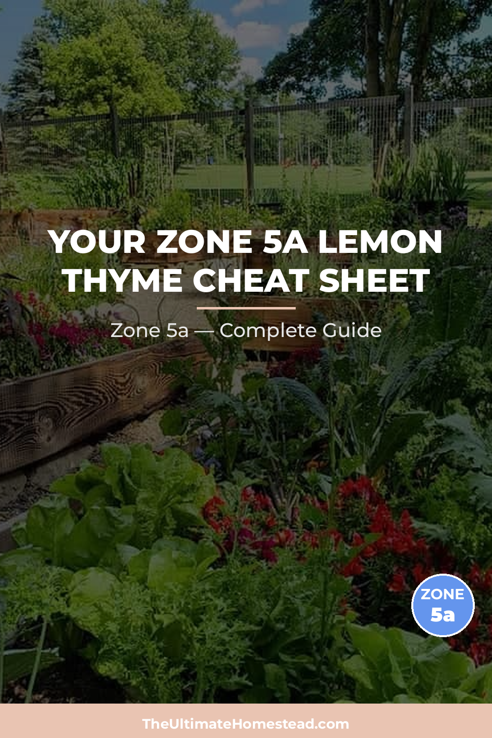 When to Plant Lemon Thyme in Zone 5a