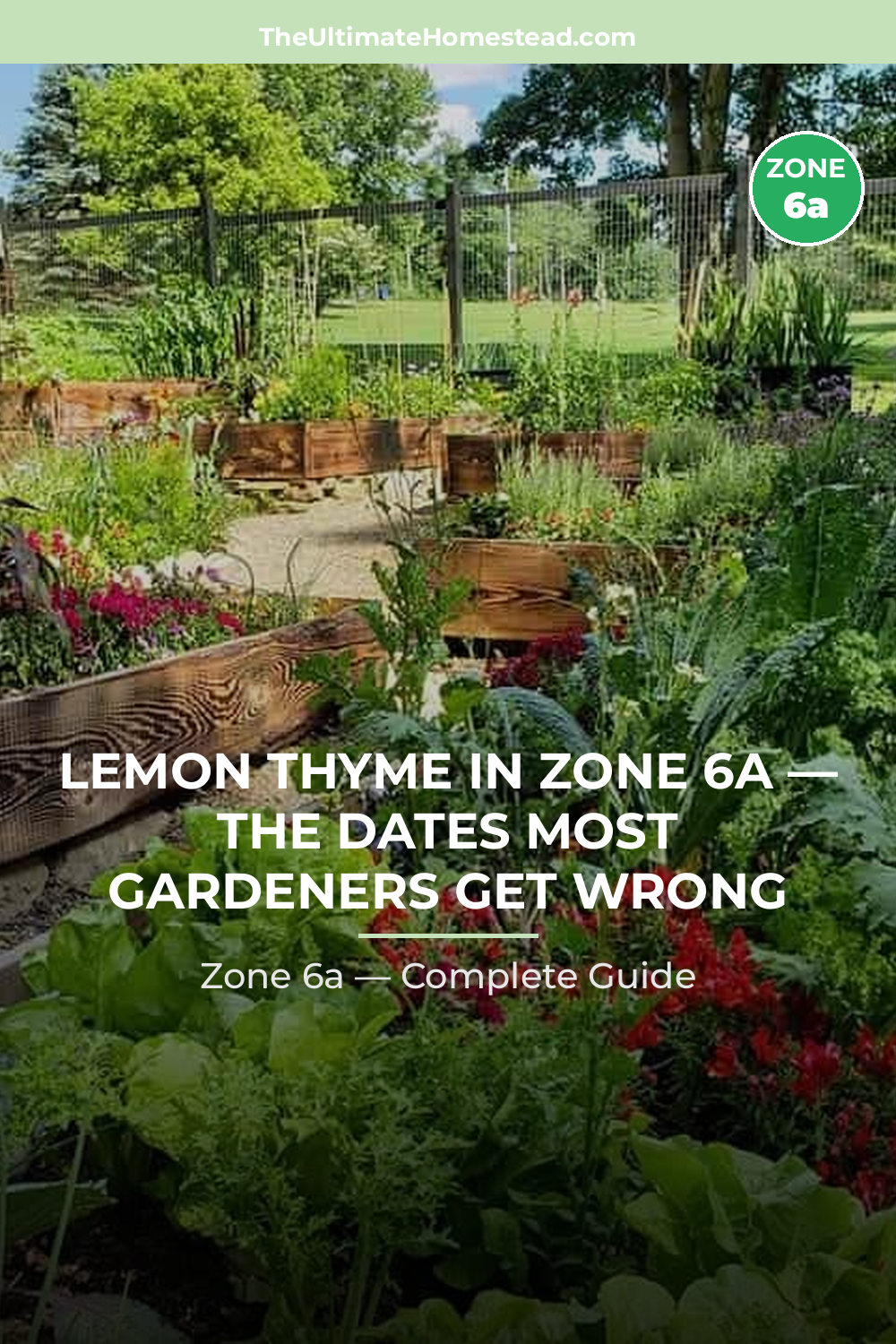 When to Plant Lemon Thyme in Zone 6a