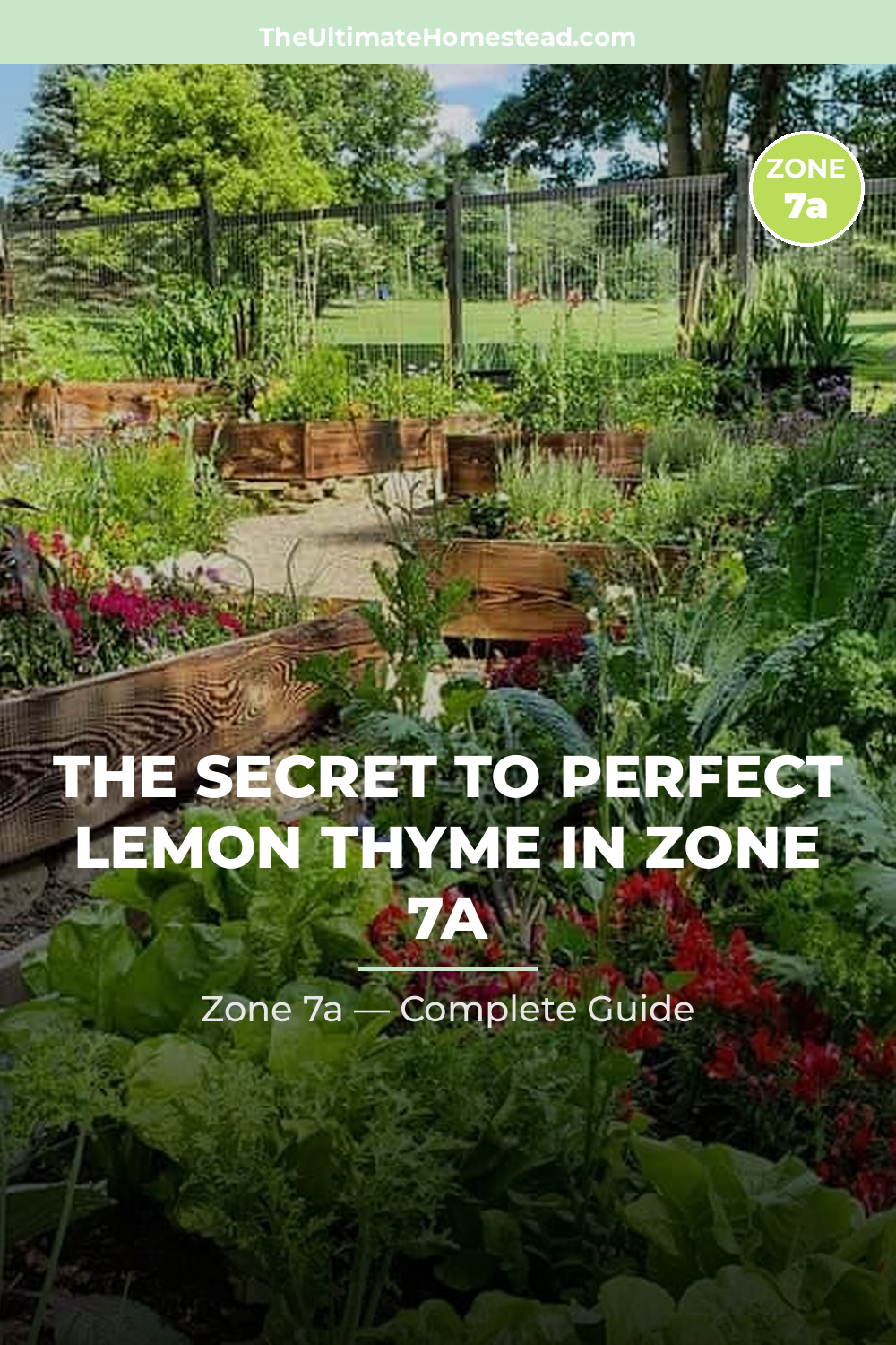 When to Plant Lemon Thyme in Zone 7a