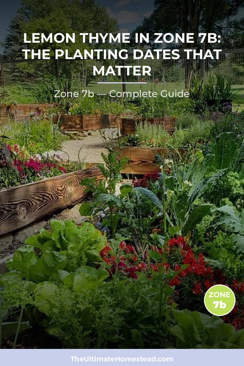 When to Plant Lemon Thyme in Zone 7b