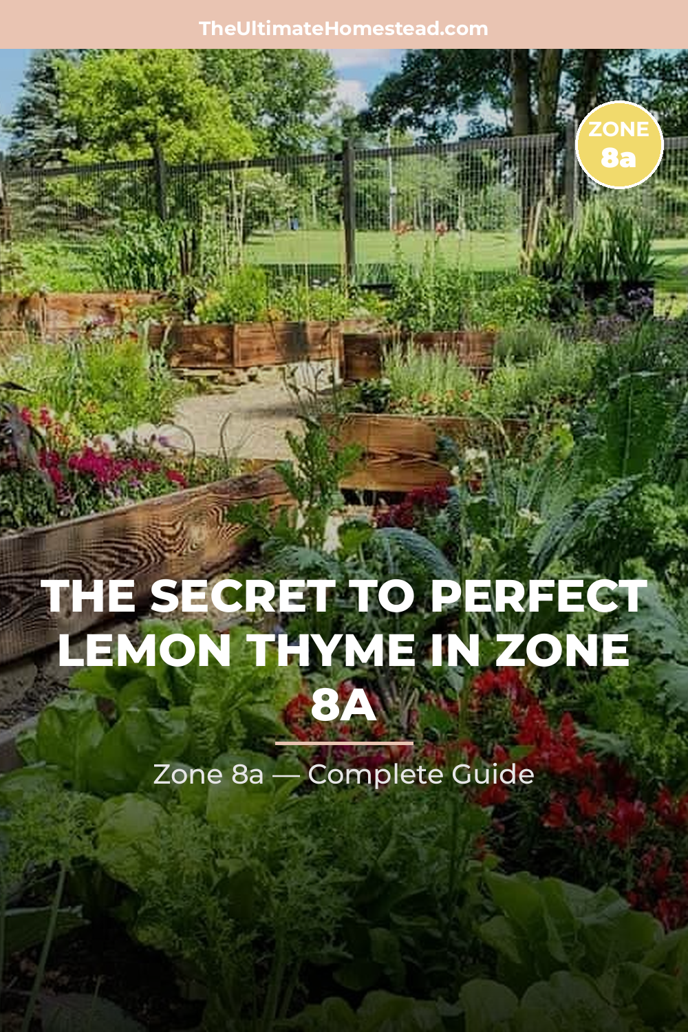When to Plant Lemon Thyme in Zone 8a