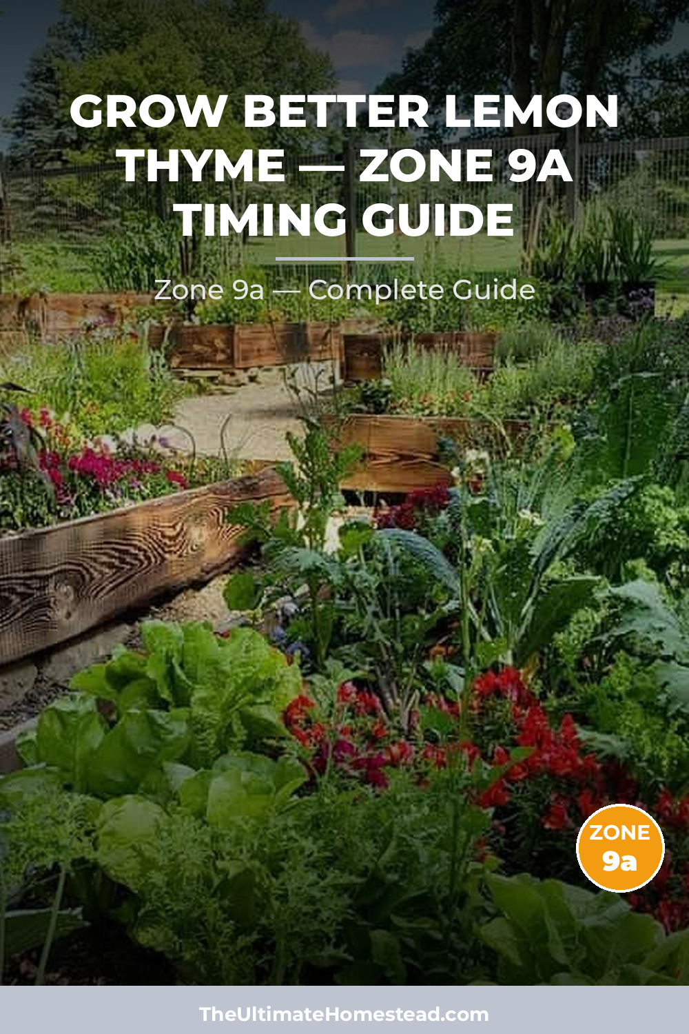When to Plant Lemon Thyme in Zone 9a