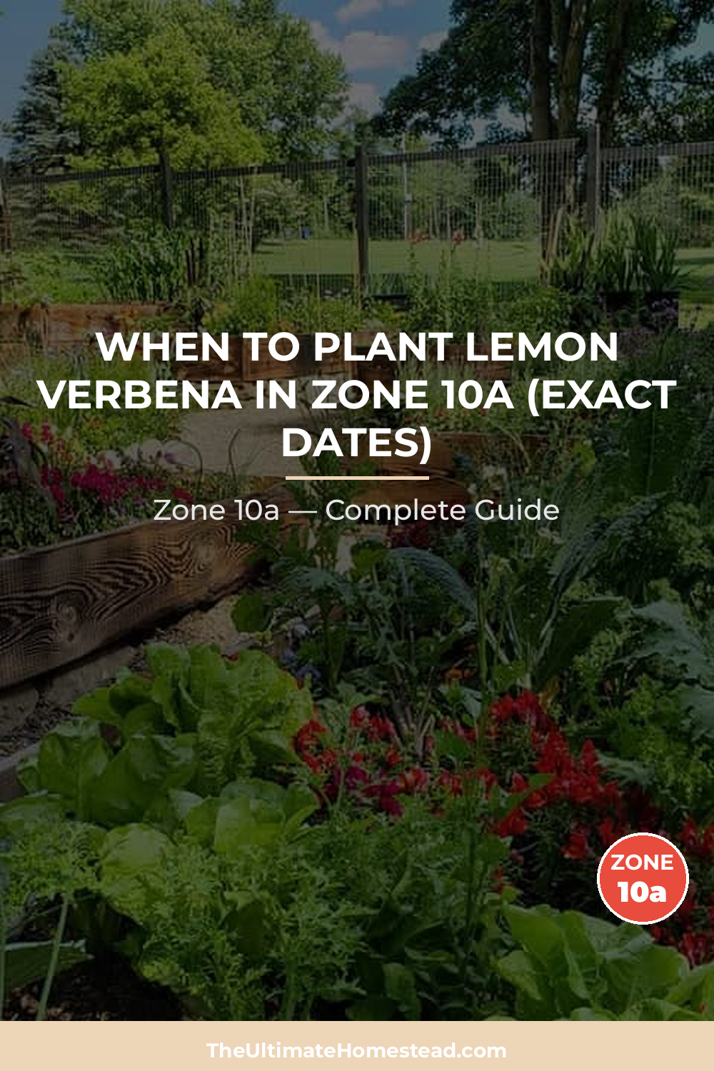 When to Plant Lemon Verbena in Zone 10a