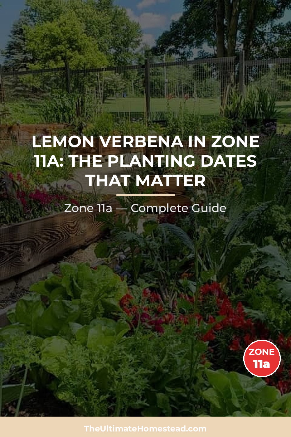 When to Plant Lemon Verbena in Zone 11a