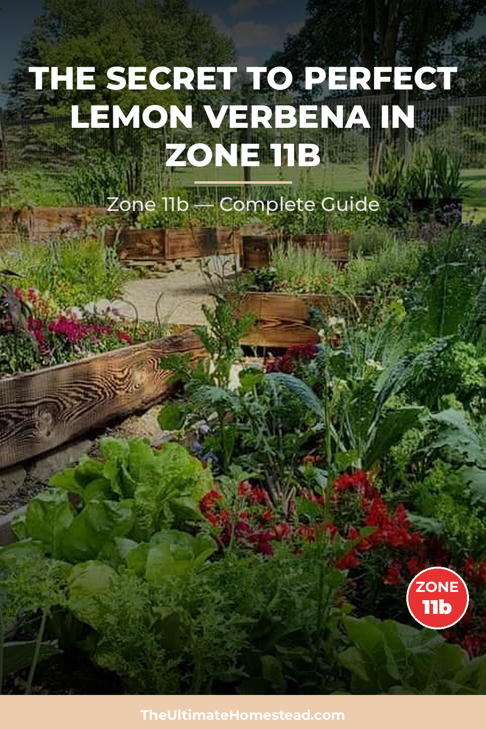When to Plant Lemon Verbena in Zone 11b