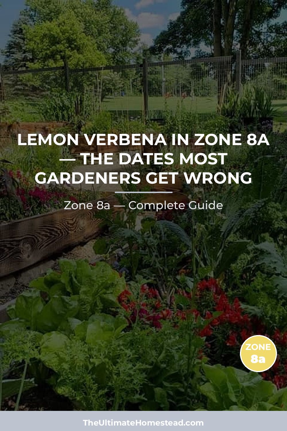 When to Plant Lemon Verbena in Zone 8a