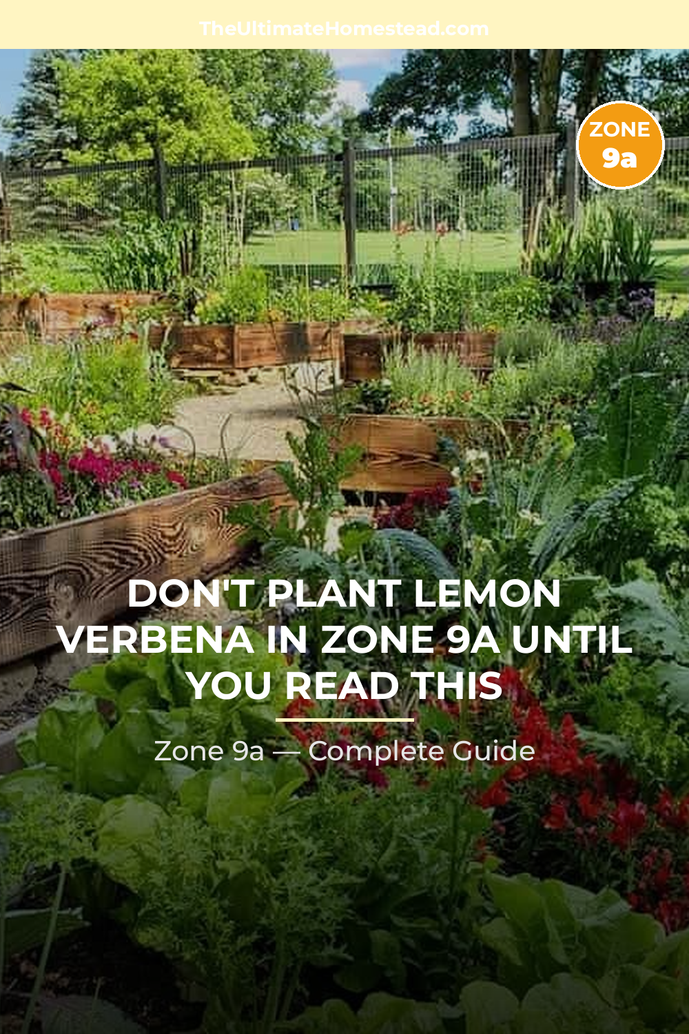 When to Plant Lemon Verbena in Zone 9a