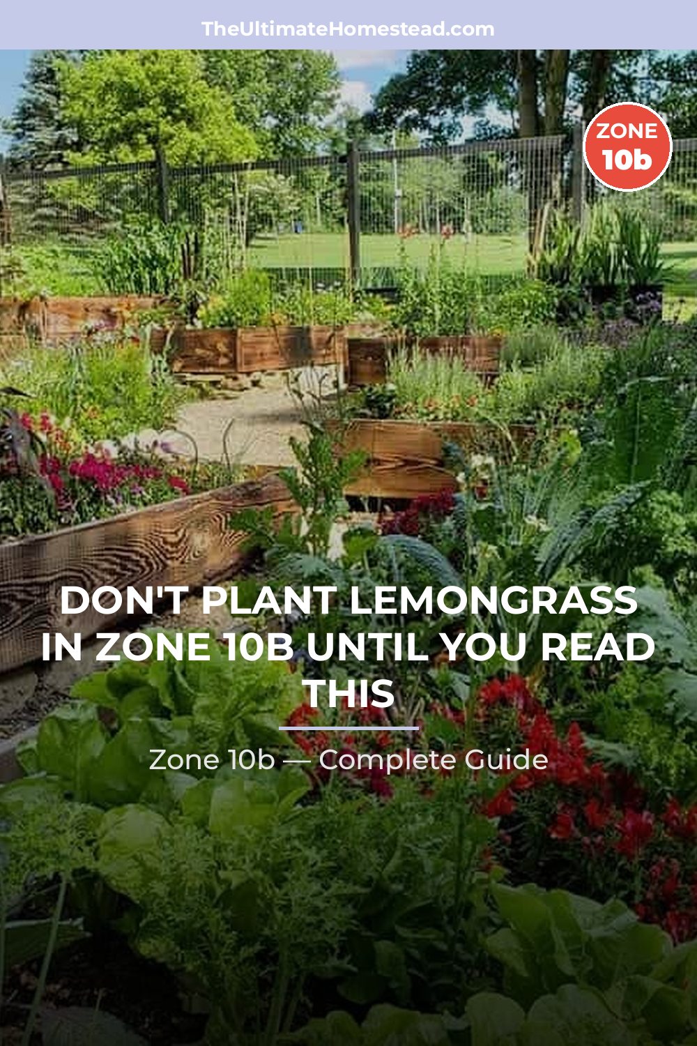 When to Plant Lemongrass in Zone 10b