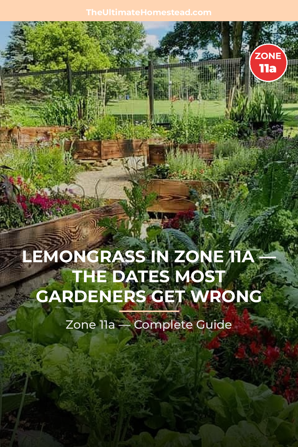When to Plant Lemongrass in Zone 11a