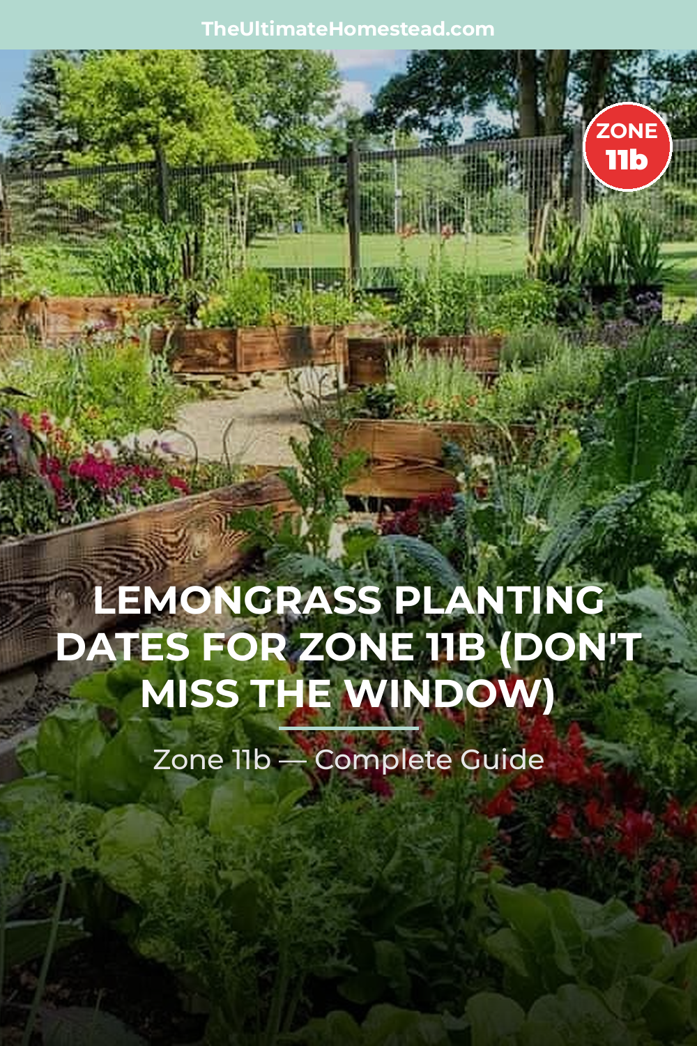When to Plant Lemongrass in Zone 11b