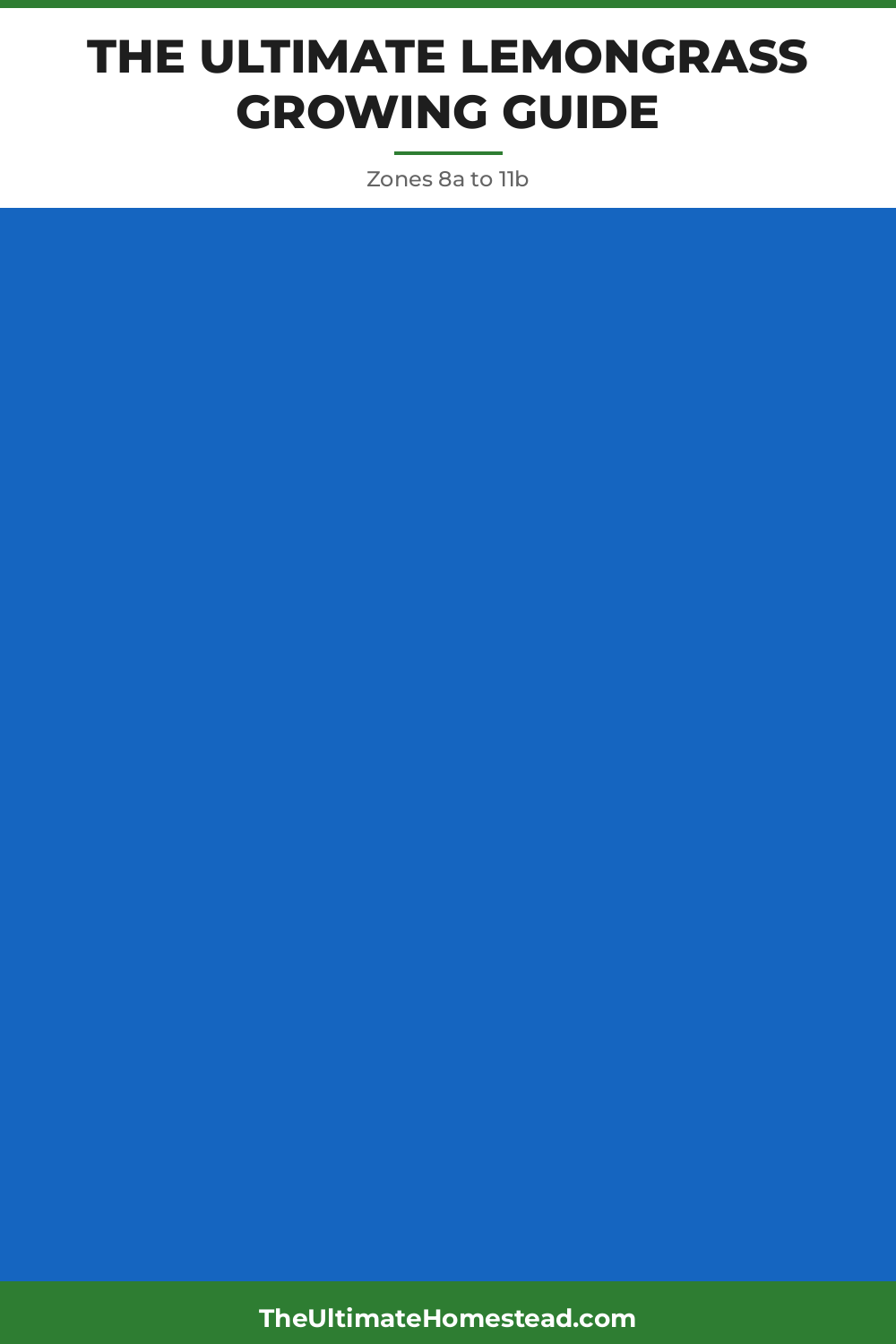 Lemongrass Planting Guide
