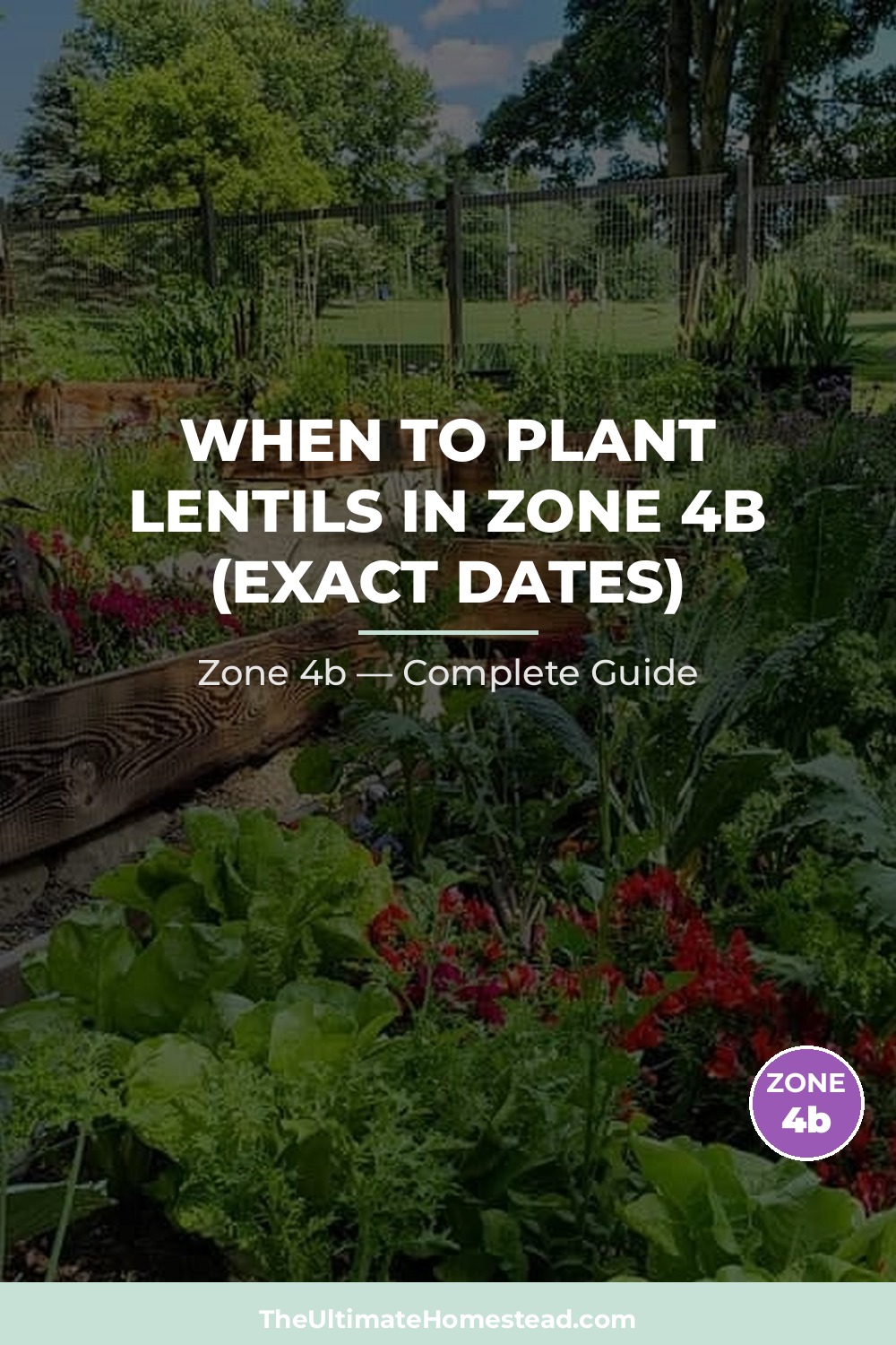 When to Plant Lentils in Zone 4b