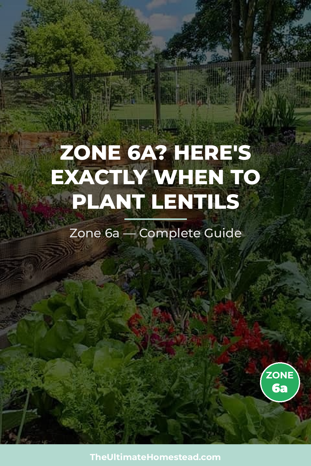 When to Plant Lentils in Zone 6a