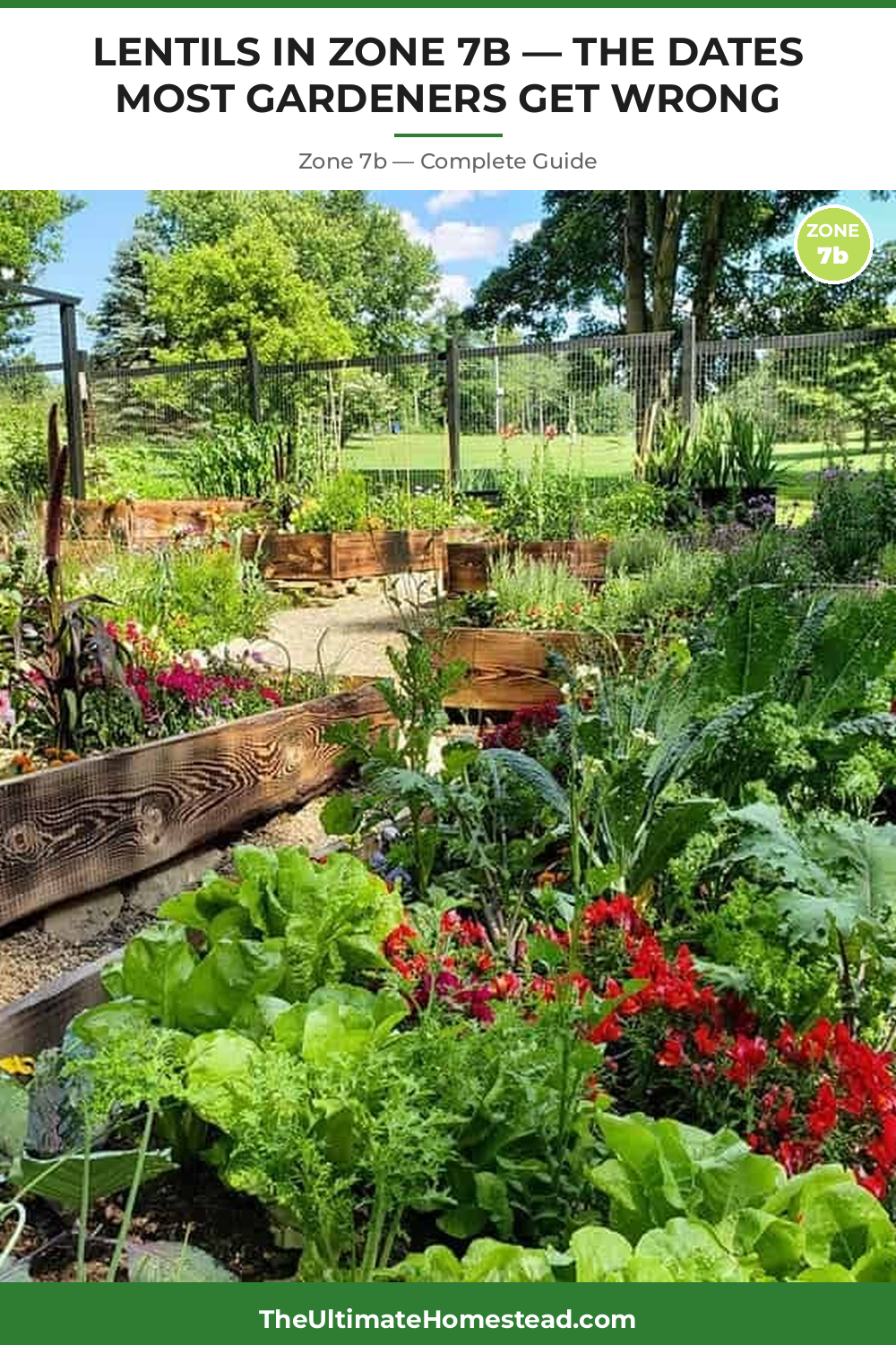 When to Plant Lentils in Zone 7b