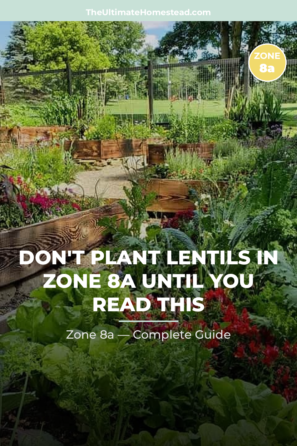 When to Plant Lentils in Zone 8a