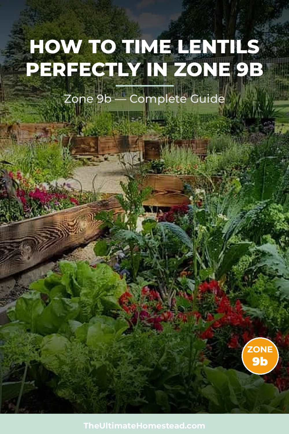 When to Plant Lentils in Zone 9b