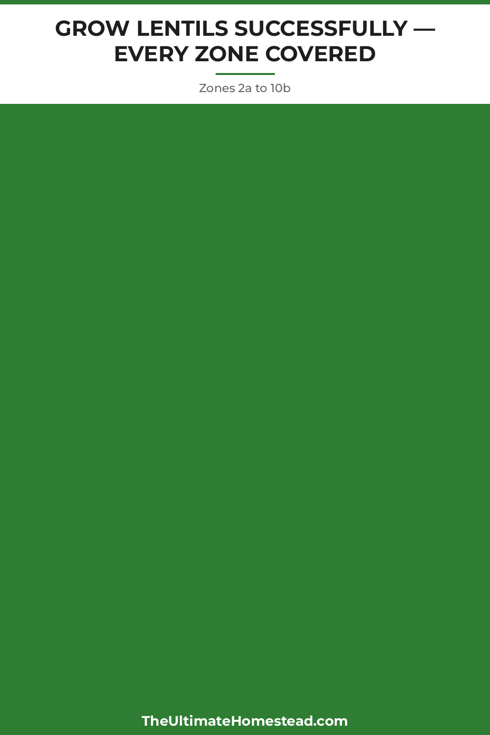 Lentils Planting Guide