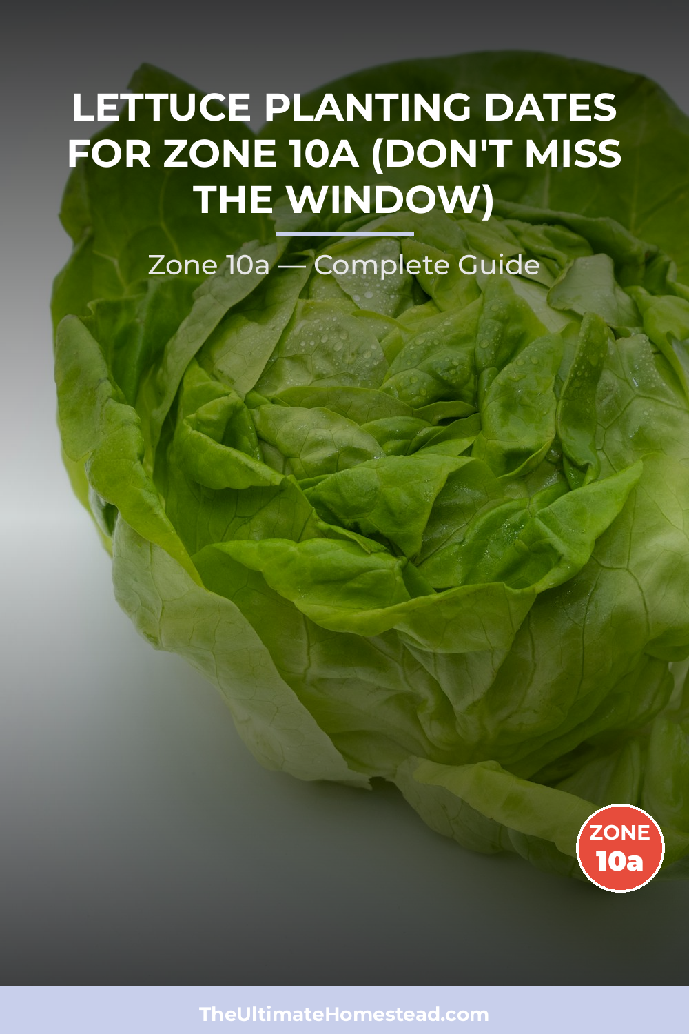 When to Plant Lettuce in Zone 10a