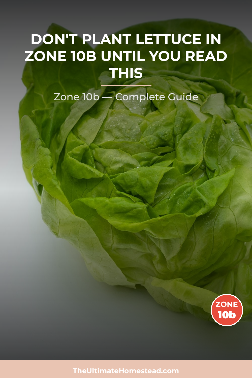 When to Plant Lettuce in Zone 10b