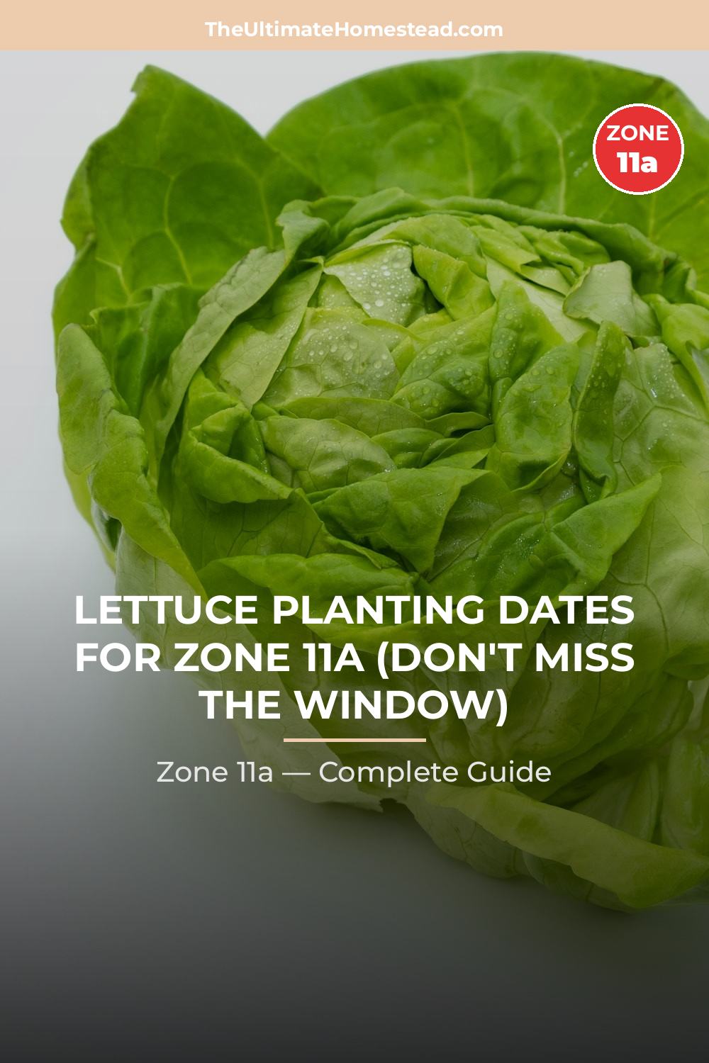 When to Plant Lettuce in Zone 11a