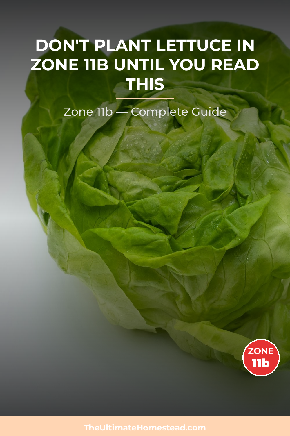 When to Plant Lettuce in Zone 11b