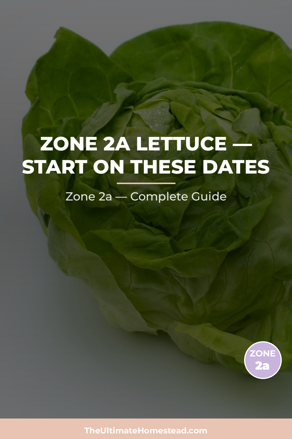 When to Plant Lettuce in Zone 2a