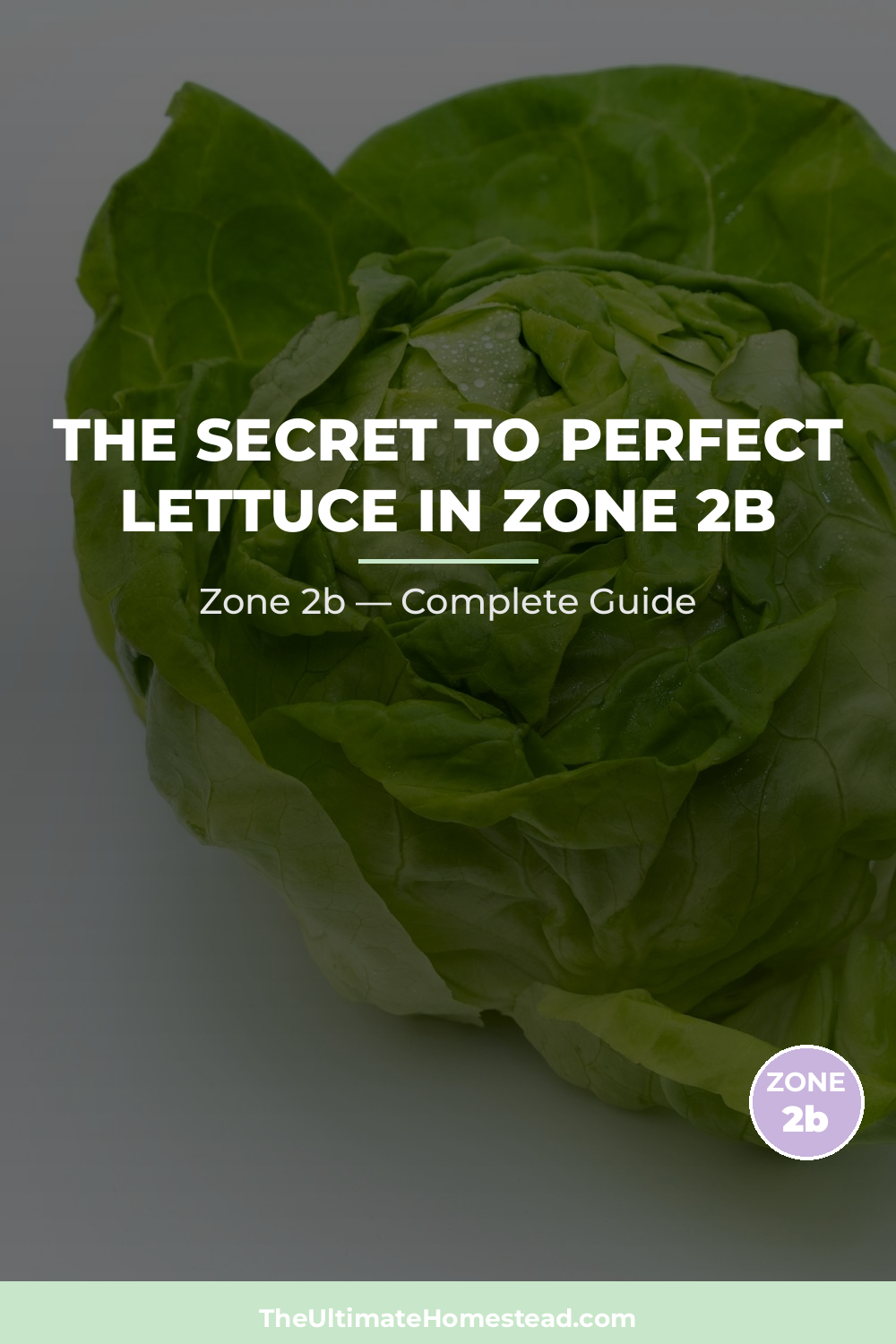 When to Plant Lettuce in Zone 2b