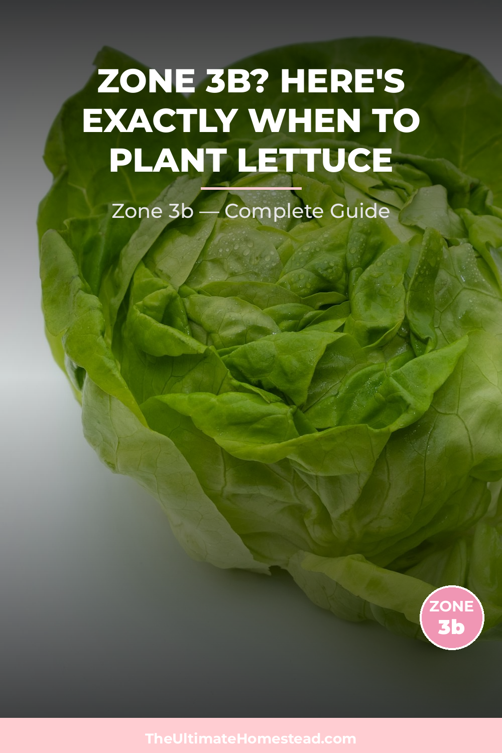 When to Plant Lettuce in Zone 3b