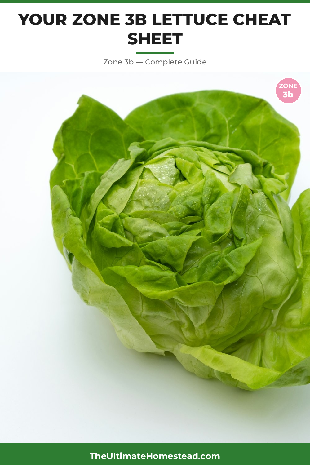 When to Plant Lettuce in Zone 3b