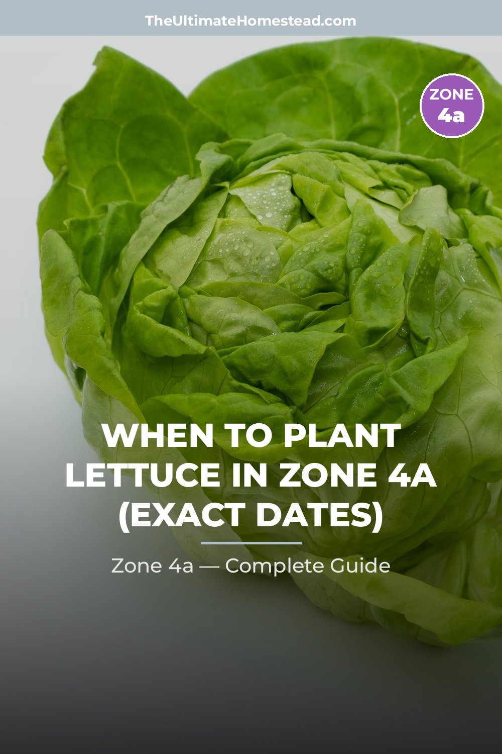 When to Plant Lettuce in Zone 4a