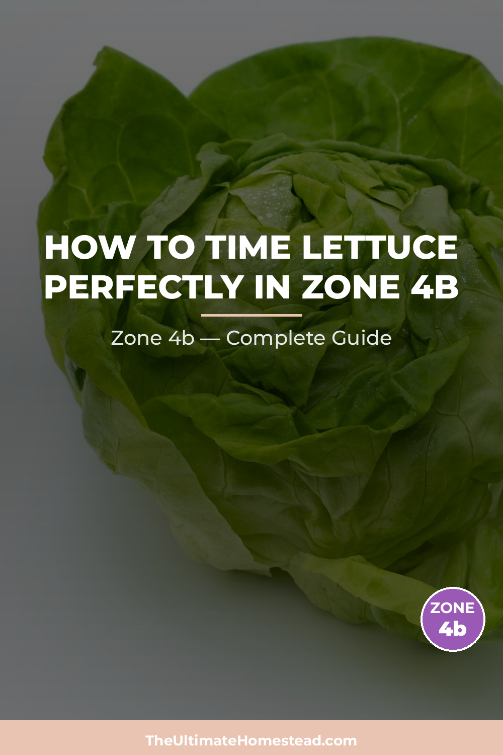 When to Plant Lettuce in Zone 4b