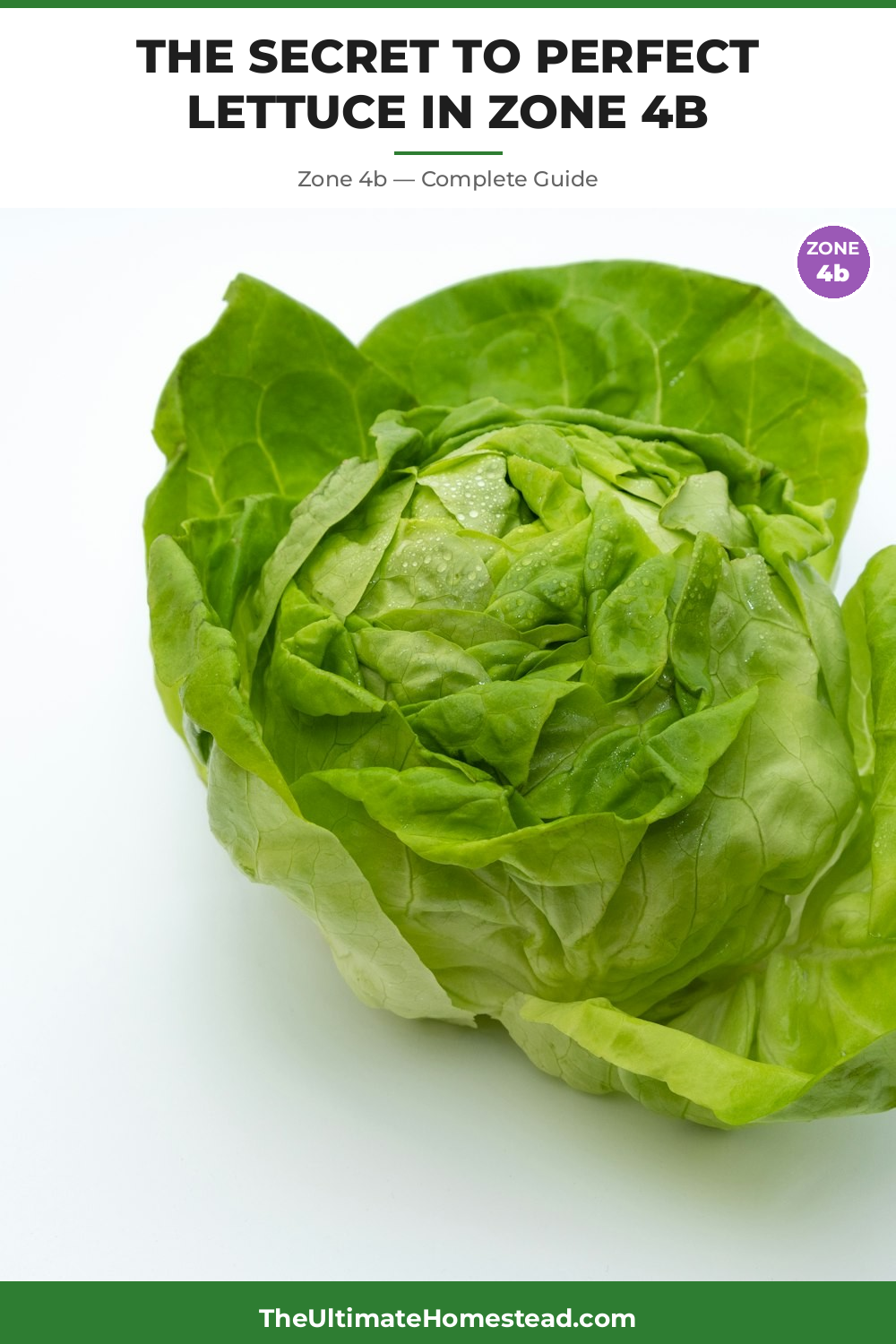 When to Plant Lettuce in Zone 4b