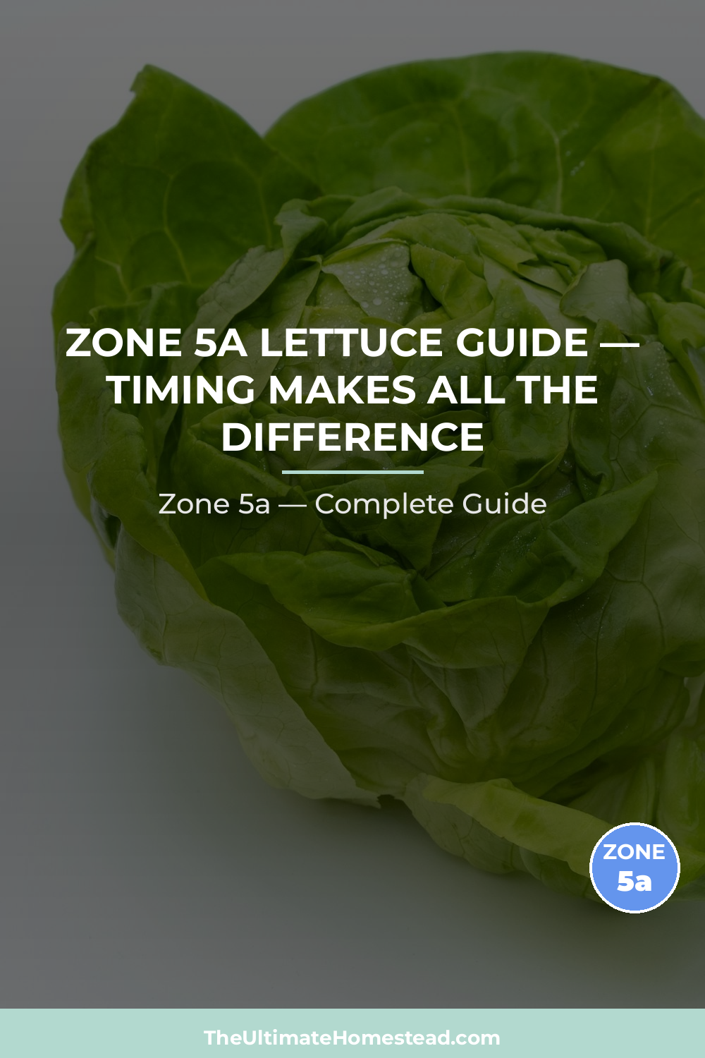 When to Plant Lettuce in Zone 5a