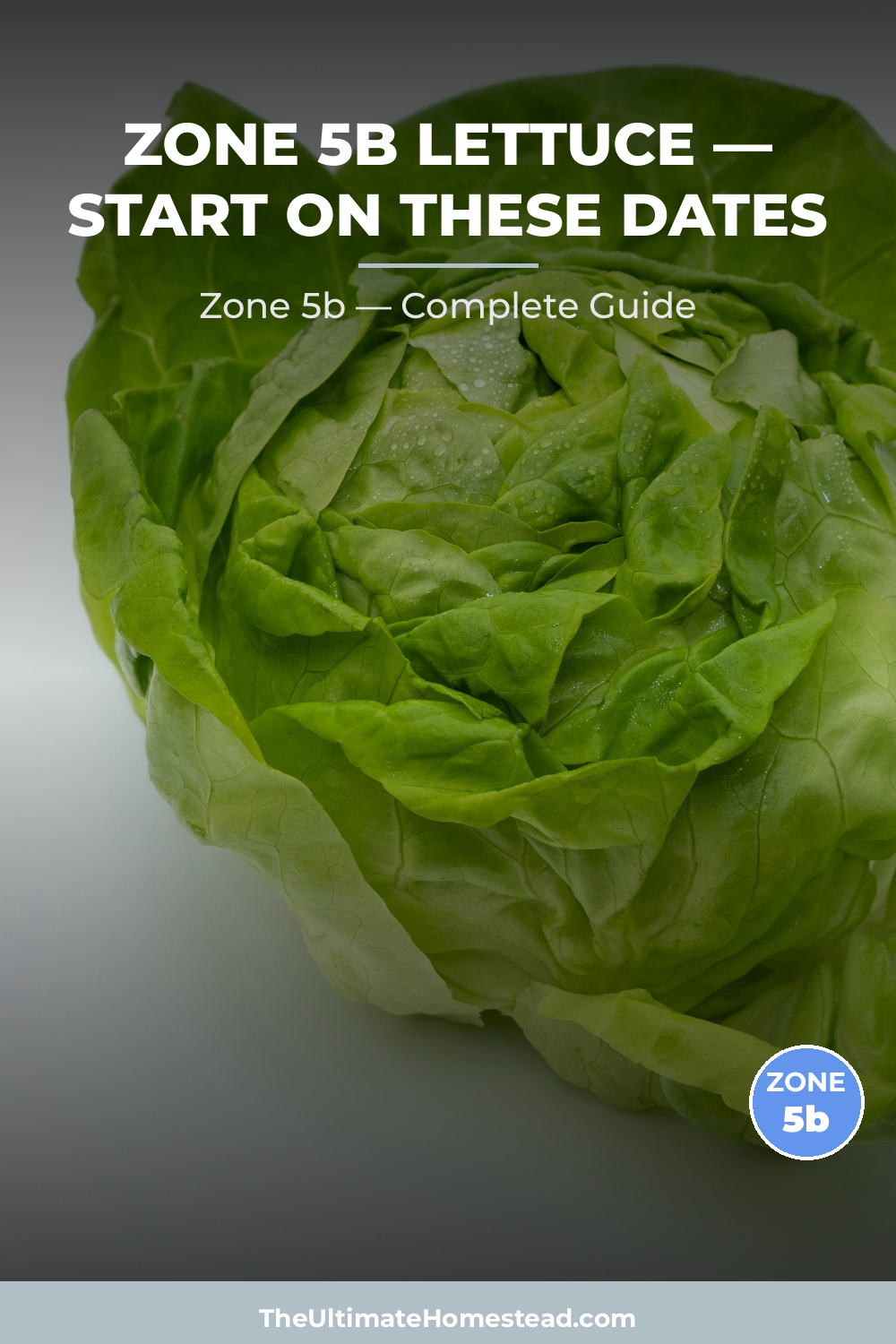 When to Plant Lettuce in Zone 5b