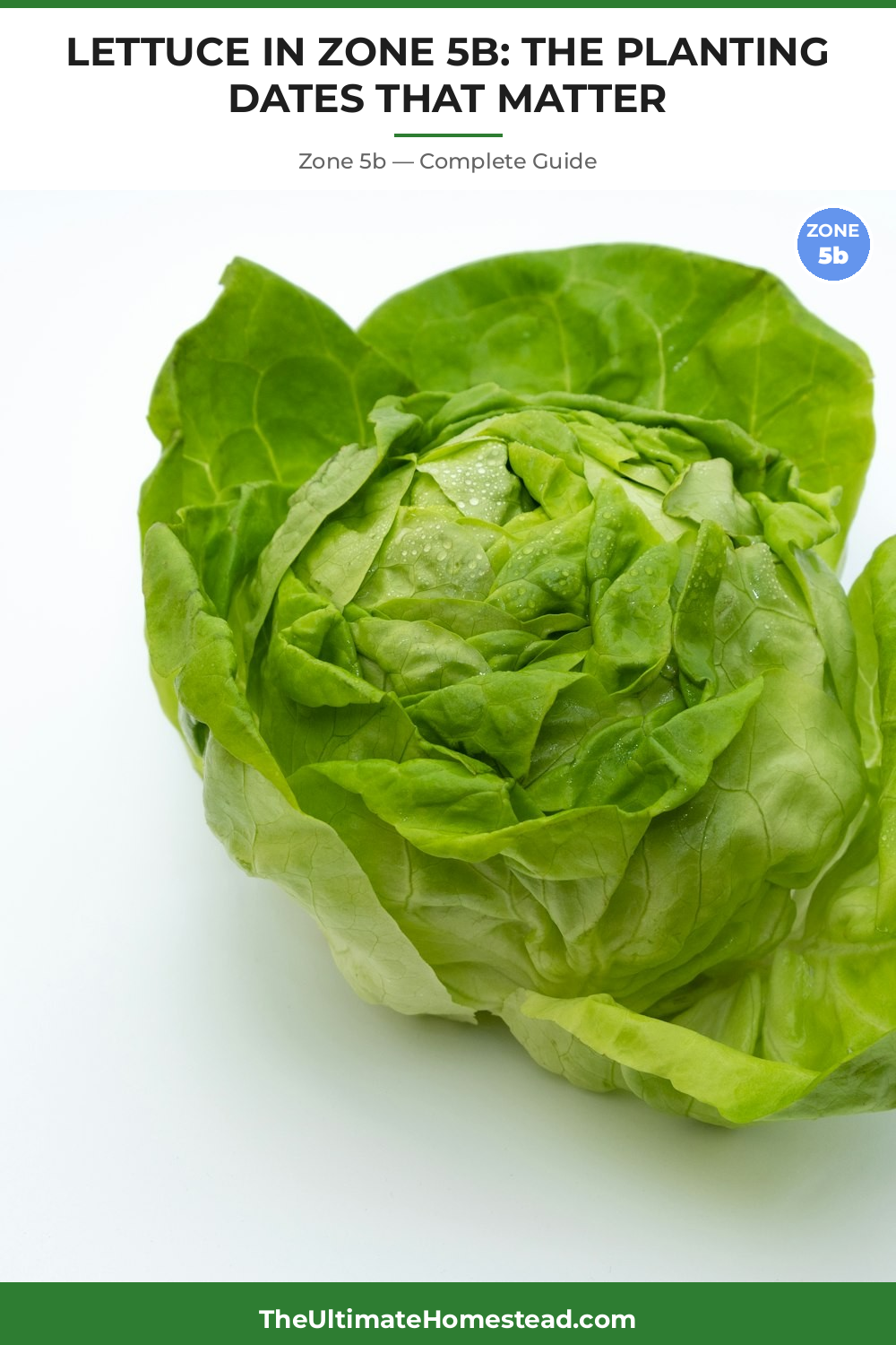 When to Plant Lettuce in Zone 5b