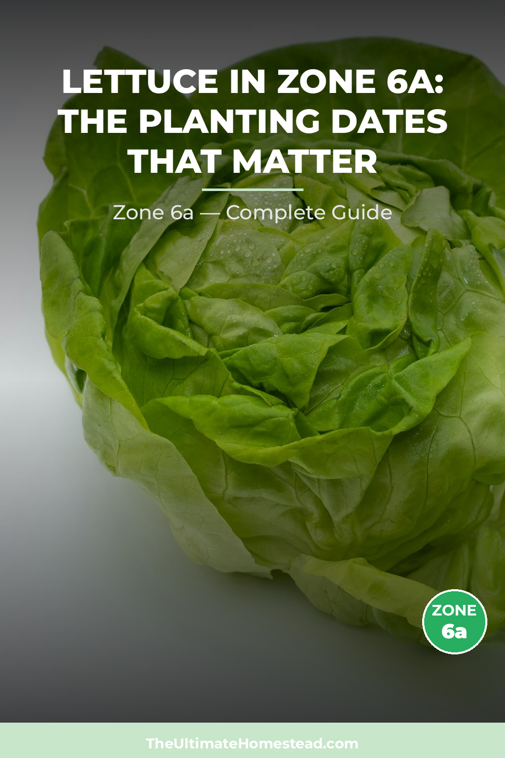 When to Plant Lettuce in Zone 6a