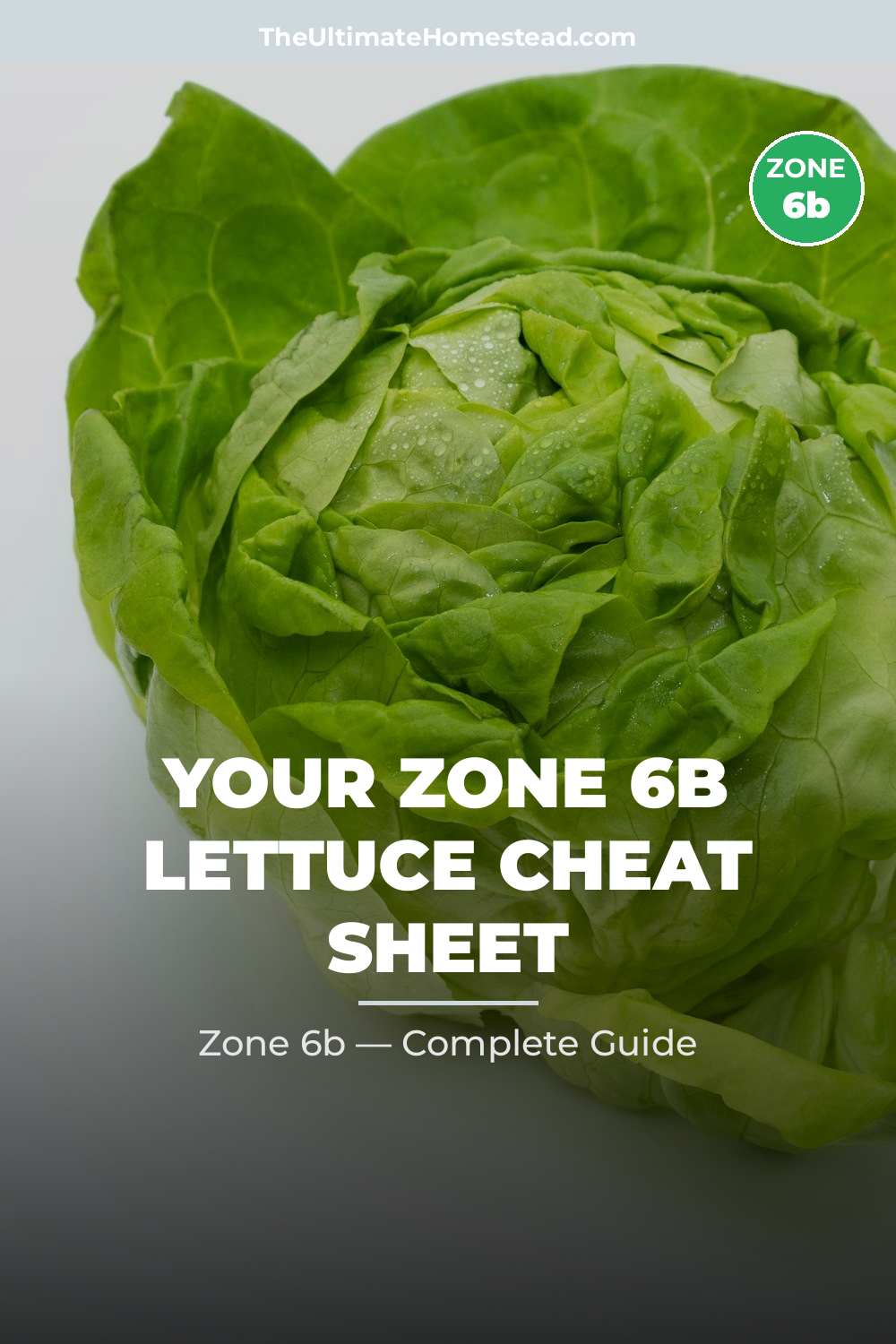 When to Plant Lettuce in Zone 6b