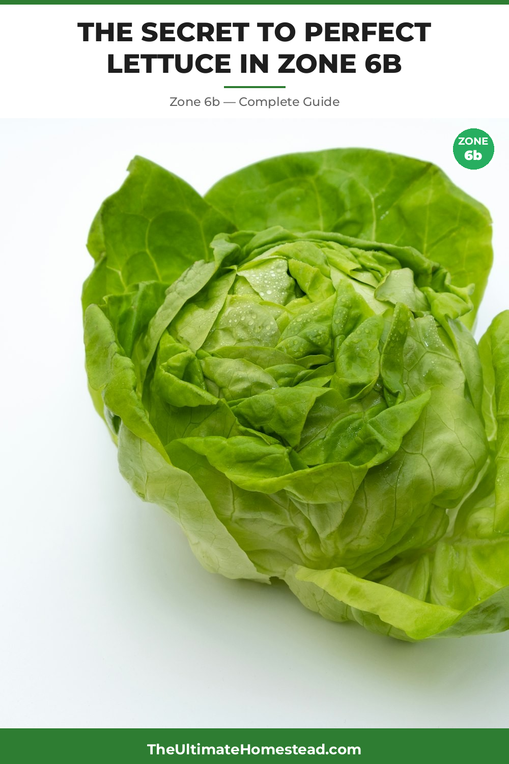 When to Plant Lettuce in Zone 6b
