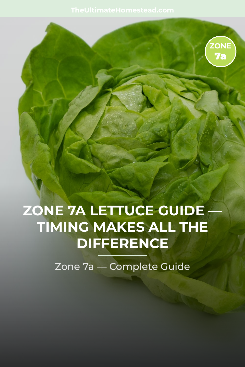 When to Plant Lettuce in Zone 7a