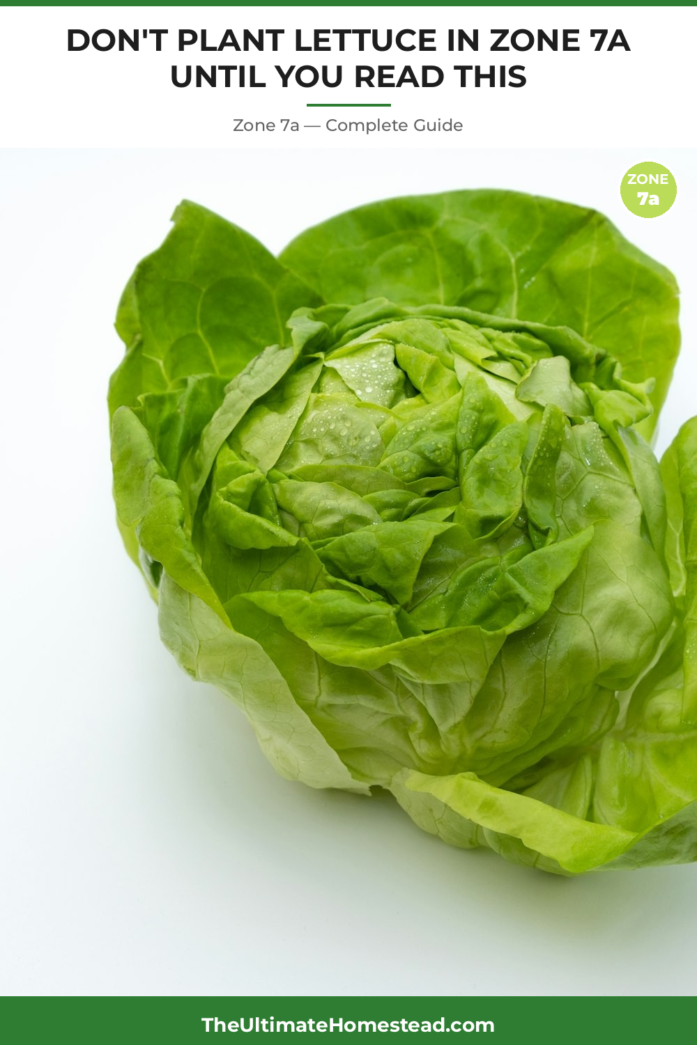 When to Plant Lettuce in Zone 7a